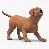 Brown Labrador Retriever Puppy Rigged for Maya