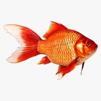 Fish Cyprinus Carpio Low-poly