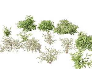 3D model Fothergilla gardenii - Dwarf fothergilla