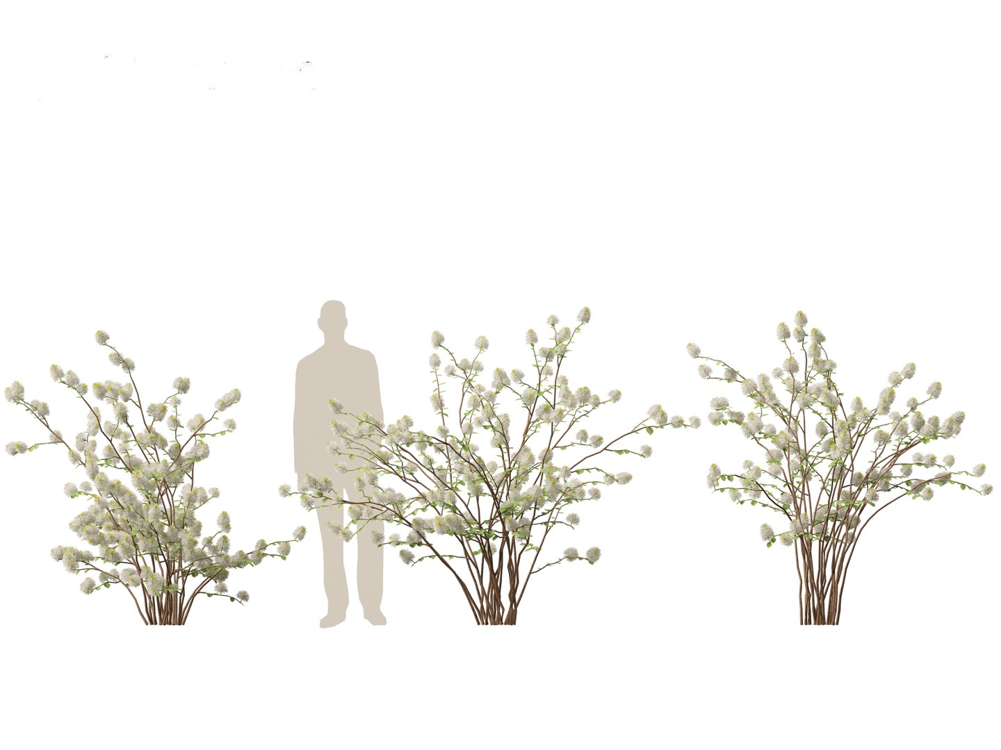 3D model Fothergilla gardenii - Dwarf fothergilla https://p.turbosquid.com/ts-thumb/ug/4azq9S/9t/fothergillagardenii019/jpg/1700397840/1920x1080/fit_q87/2b9b81a93f955578ef1fb1c987d91bb2e653bedb/fothergillagardenii019.jpg