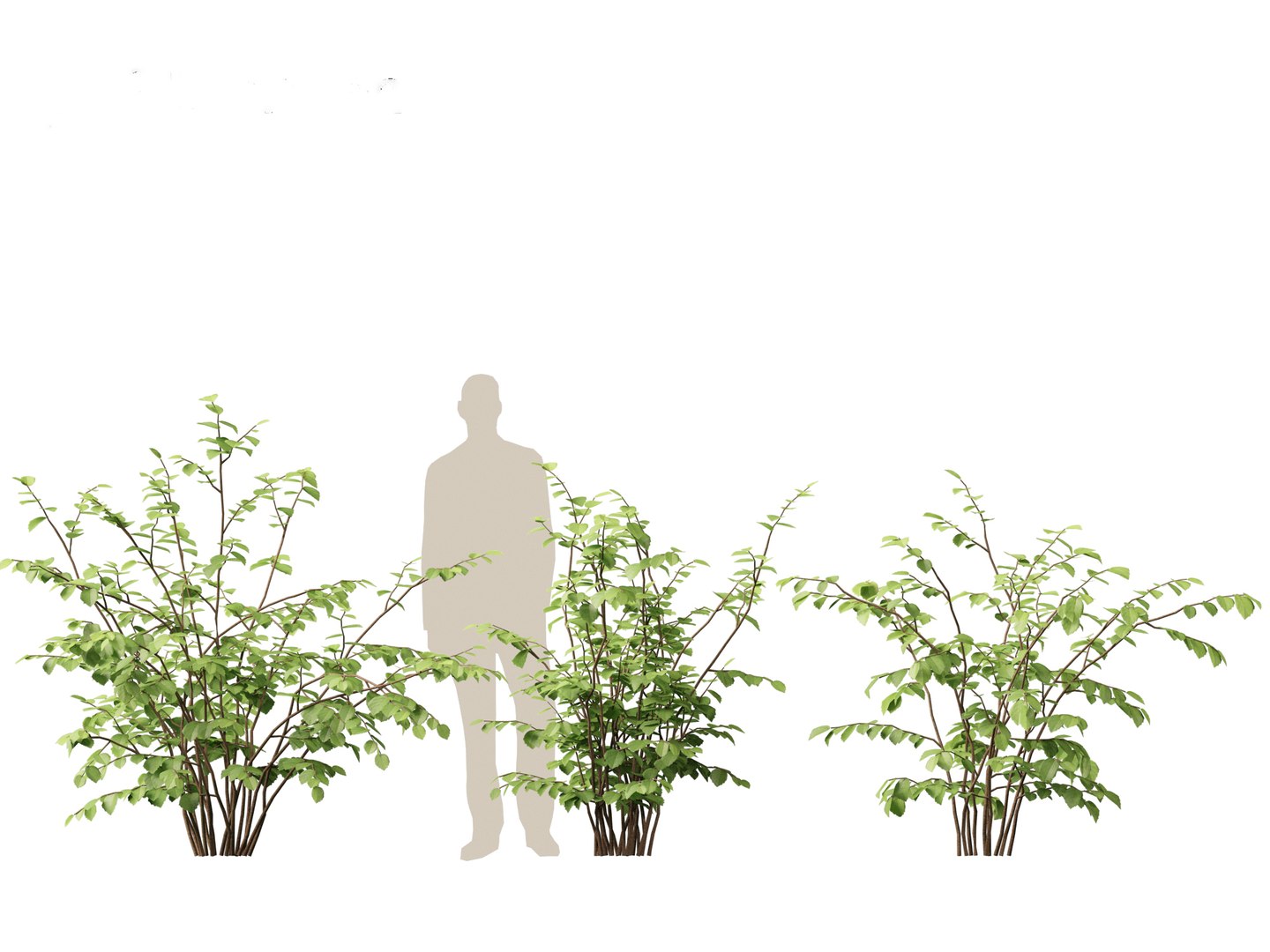 3D model Fothergilla gardenii - Dwarf fothergilla https://p.turbosquid.com/ts-thumb/ug/4azq9S/AJ/fothergillagardenii013/jpg/1700397817/1920x1080/fit_q87/5f61dcc4dc76db81e72ac367689b0044e56a7ce1/fothergillagardenii013.jpg