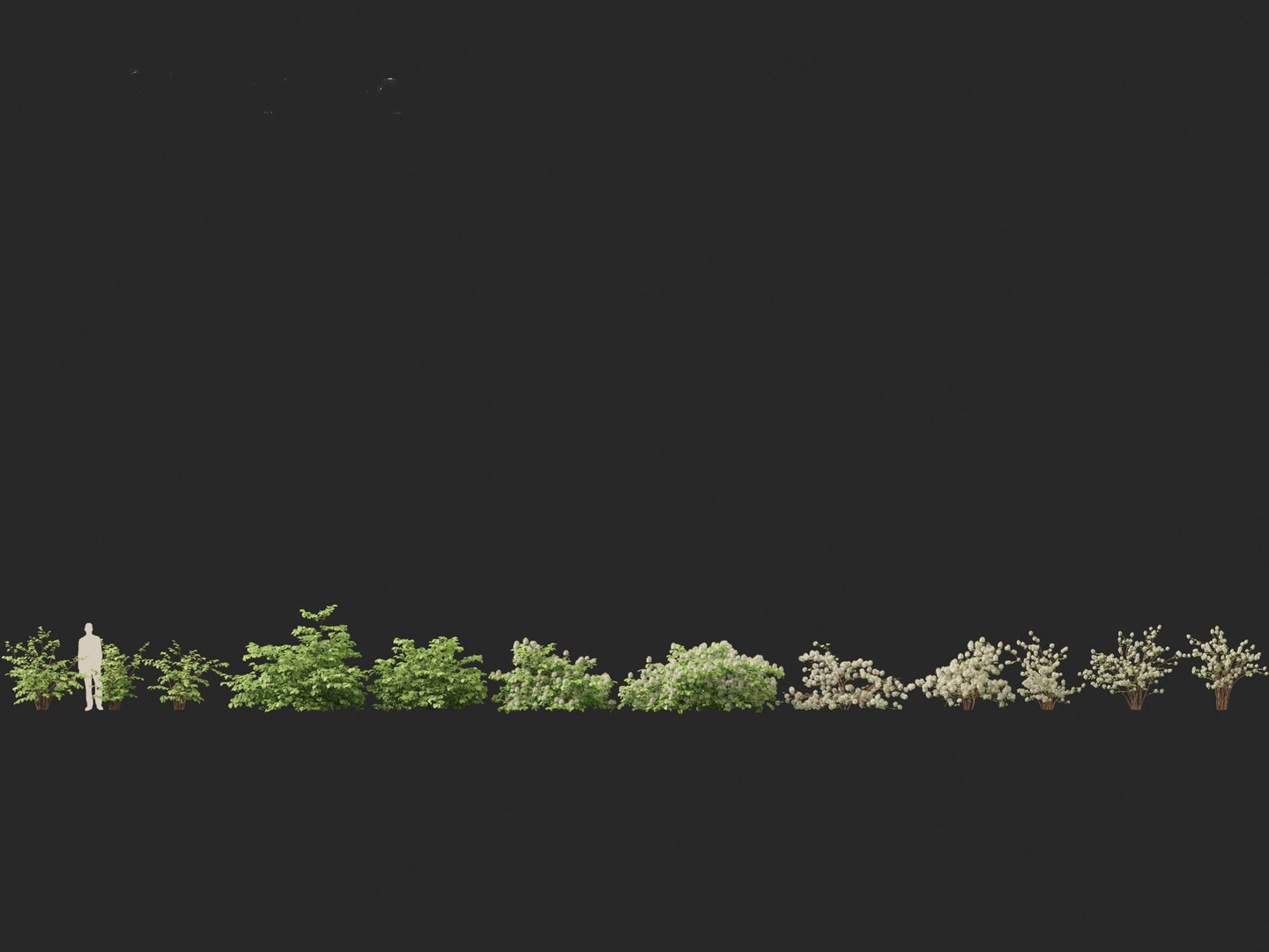 3D model Fothergilla gardenii - Dwarf fothergilla https://p.turbosquid.com/ts-thumb/ug/4azq9S/CP/fothergillagardenii012/jpg/1700397812/1920x1080/fit_q87/445bf0753625c1ff9743968f4be1a21b9dfcb1a8/fothergillagardenii012.jpg