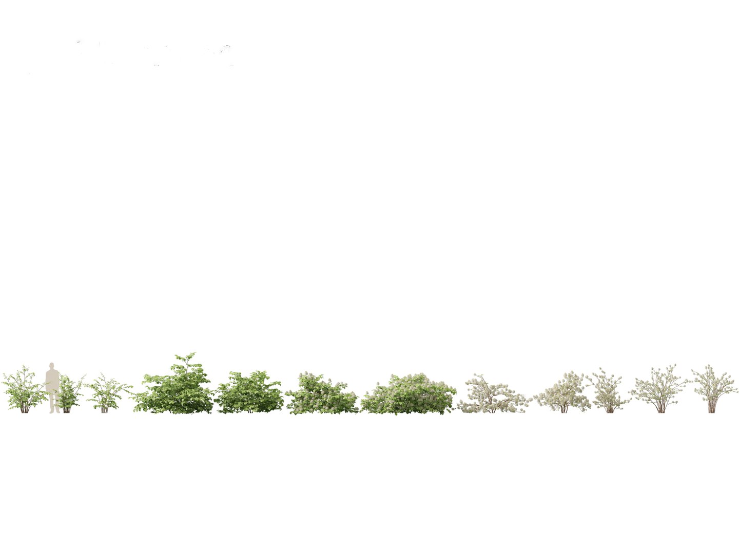 3D model Fothergilla gardenii - Dwarf fothergilla https://p.turbosquid.com/ts-thumb/ug/4azq9S/G2/fothergillagardenii011/jpg/1700397804/1920x1080/fit_q87/11950394eb4e103db3ff1bbb1b55df977aa9888b/fothergillagardenii011.jpg