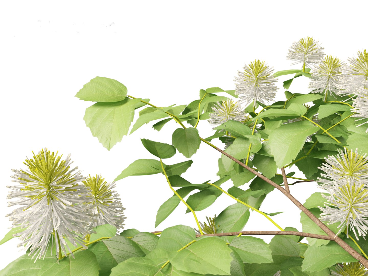 3D model Fothergilla gardenii - Dwarf fothergilla https://p.turbosquid.com/ts-thumb/ug/4azq9S/T7/fothergillagardenii0113/jpg/1700397847/1920x1080/fit_q87/71e2985e07dd9c1b6cafec1e26601e22caa88f01/fothergillagardenii0113.jpg
