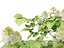 Fothergilla gardenii - Dwarf fothergilla