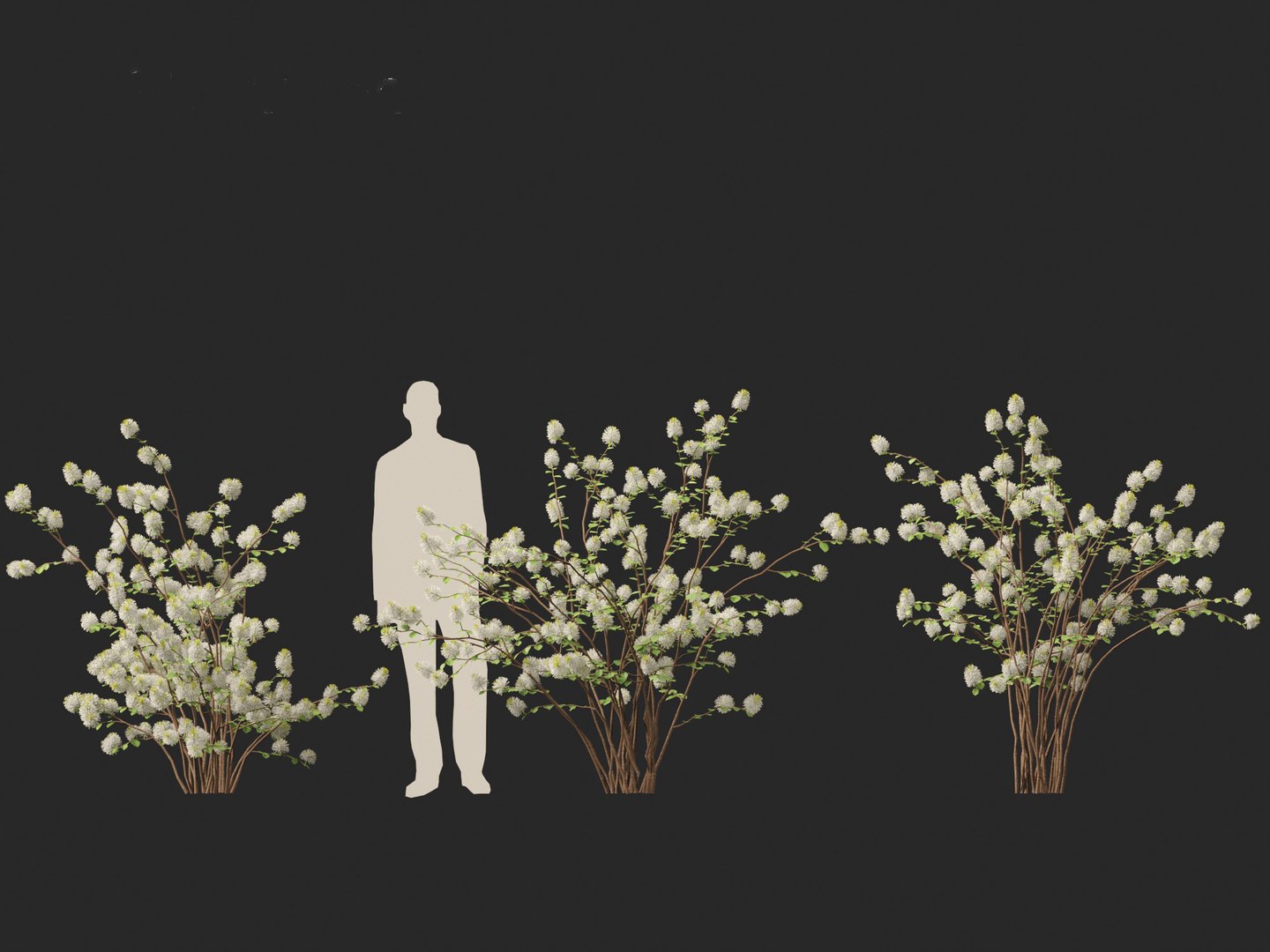 3D model Fothergilla gardenii - Dwarf fothergilla https://p.turbosquid.com/ts-thumb/ug/4azq9S/ax/fothergillagardenii0110/jpg/1700397842/1920x1080/fit_q87/2606a1b4330600a1c580479baa928c9e6bf70c46/fothergillagardenii0110.jpg