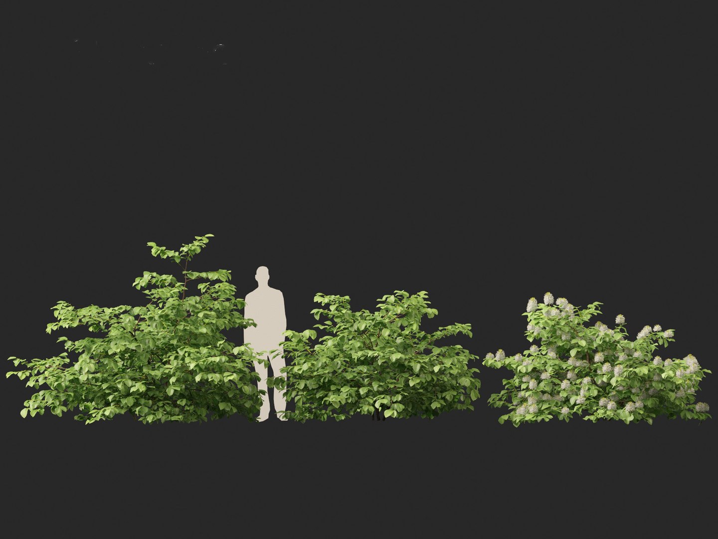 3D model Fothergilla gardenii - Dwarf fothergilla https://p.turbosquid.com/ts-thumb/ug/4azq9S/dI/fothergillagardenii016/jpg/1700397834/1920x1080/fit_q87/9a287b8553df16da42c4a190b2feb36b77fa312b/fothergillagardenii016.jpg