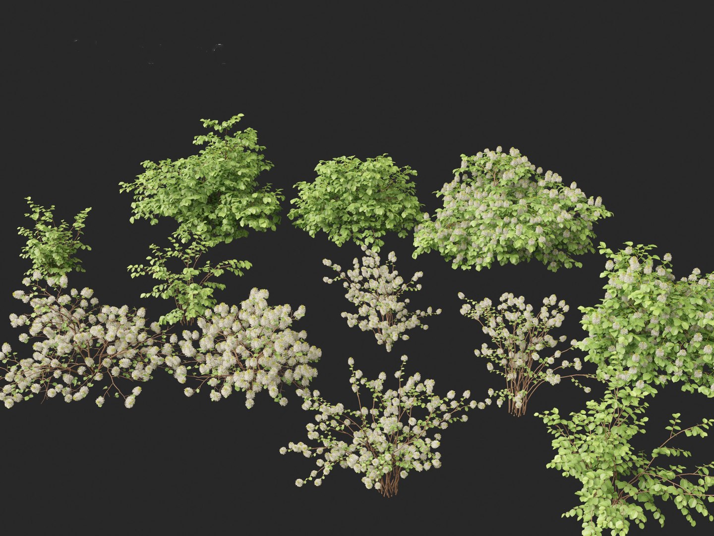 3D model Fothergilla gardenii - Dwarf fothergilla https://p.turbosquid.com/ts-thumb/ug/4azq9S/g1/fothergillagardenii0112/jpg/1700397846/1920x1080/fit_q87/5f05bb6e506a404a809dfe0708b1eaf305634a43/fothergillagardenii0112.jpg