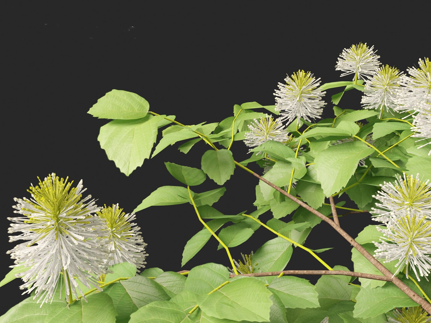 3D model Fothergilla gardenii - Dwarf fothergilla https://p.turbosquid.com/ts-thumb/ug/4azq9S/gX/fothergillagardenii0114/jpg/1700397850/1920x1080/fit_q87/a59267fd0df4cb925696aea7c0c018d8c7e33c28/fothergillagardenii0114.jpg