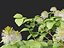 Fothergilla gardenii - Dwarf fothergilla