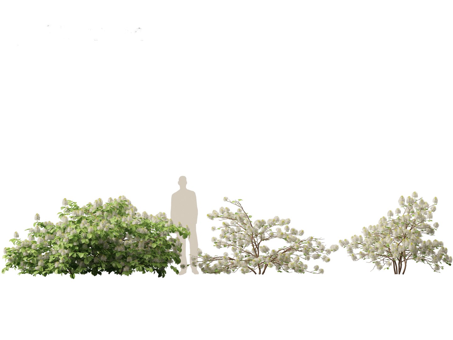 3D model Fothergilla gardenii - Dwarf fothergilla https://p.turbosquid.com/ts-thumb/ug/4azq9S/lu/fothergillagardenii017/jpg/1700397838/1920x1080/fit_q87/cfbf5aa8822df076b36e230823f2c78d37b10371/fothergillagardenii017.jpg