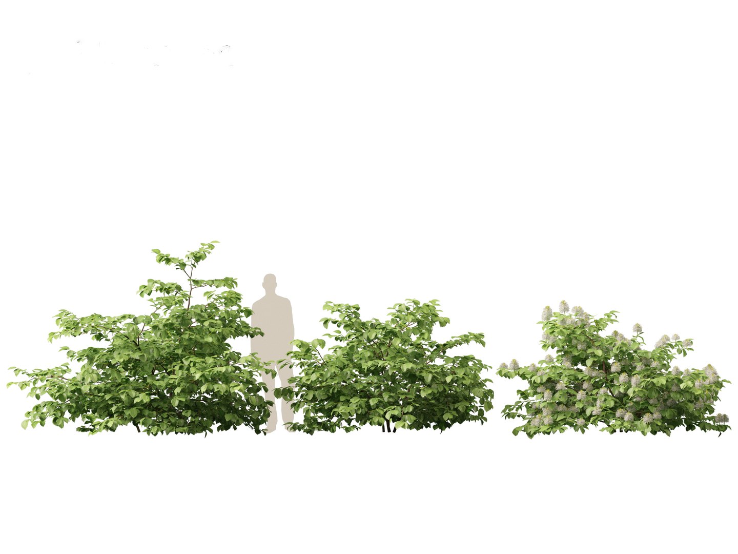 3D model Fothergilla gardenii - Dwarf fothergilla https://p.turbosquid.com/ts-thumb/ug/4azq9S/m9/fothergillagardenii015/jpg/1700397828/1920x1080/fit_q87/e475c91cc6f2990d3d905216cd3c708cb4de4ba4/fothergillagardenii015.jpg
