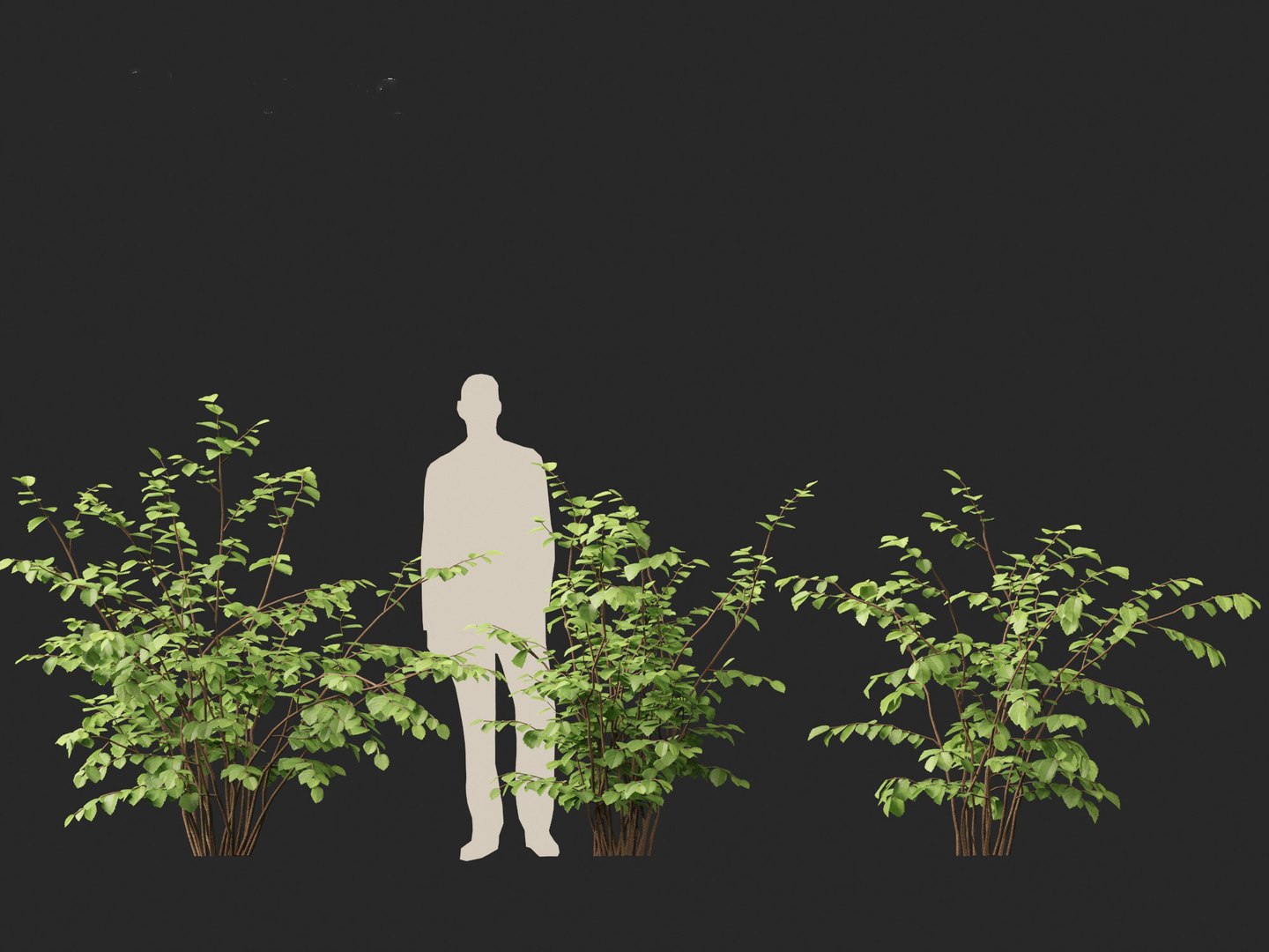 3D model Fothergilla gardenii - Dwarf fothergilla https://p.turbosquid.com/ts-thumb/ug/4azq9S/uU/fothergillagardenii014/jpg/1700397823/1920x1080/fit_q87/0844e22dbc33770dfc0d32f4a40ed4514d613ed1/fothergillagardenii014.jpg