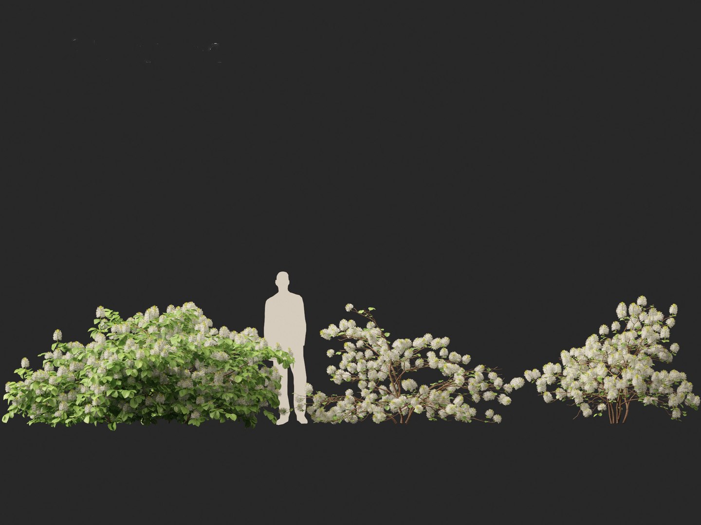 3D model Fothergilla gardenii - Dwarf fothergilla https://p.turbosquid.com/ts-thumb/ug/4azq9S/zn/fothergillagardenii018/jpg/1700397840/1920x1080/fit_q87/38440a673ccf9f399b3c9e95e499cfb9c5cd8a30/fothergillagardenii018.jpg