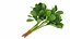 Produtos de vegetais para salada