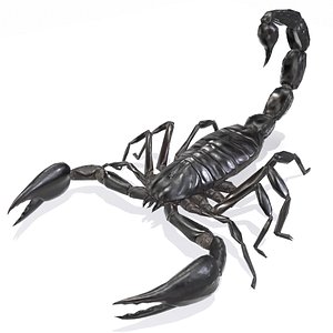 black scorpion 3D model