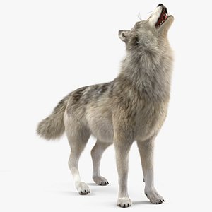 Canis Lupus Fur Rigged