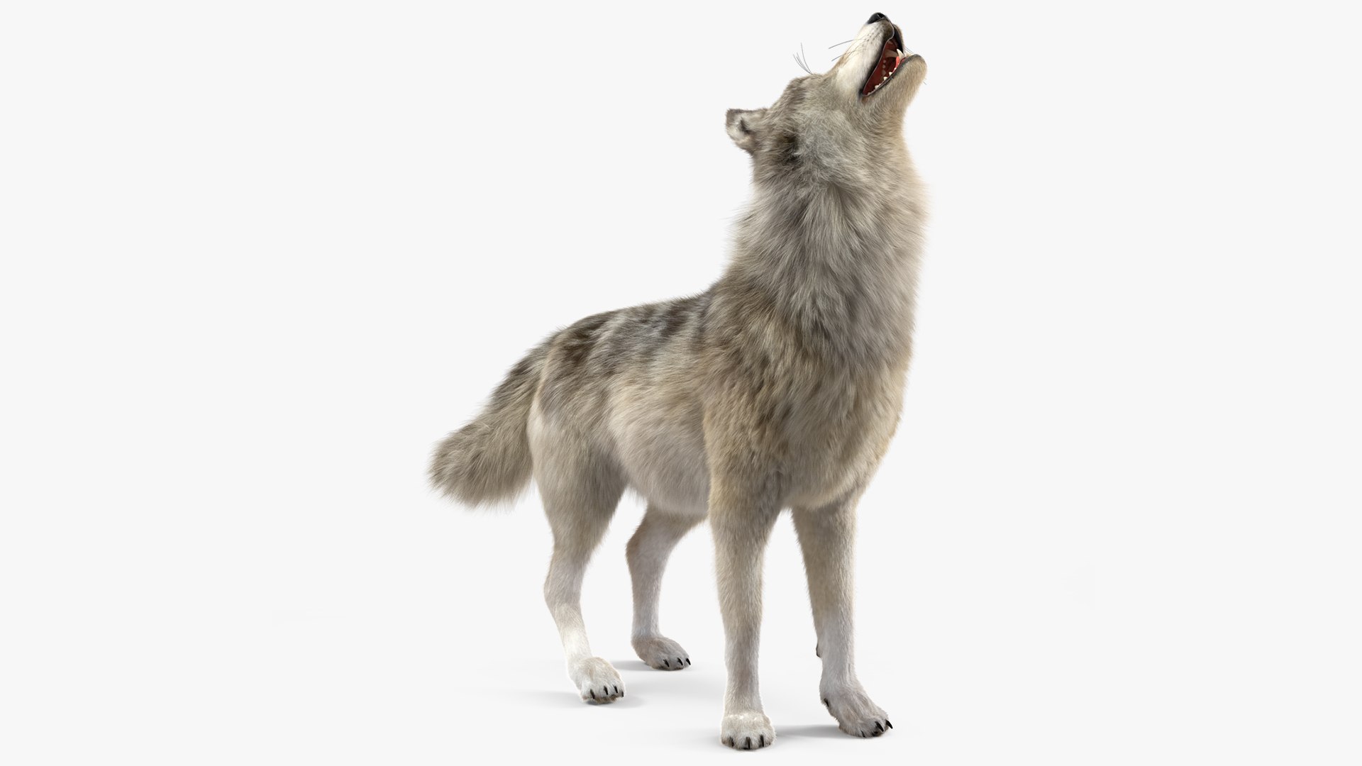 Canis Lupus Fur Rigged 3D model preview