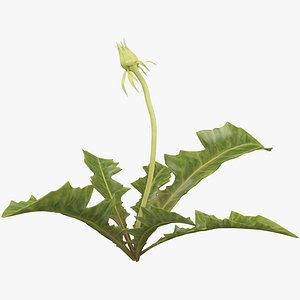 dandelion young model