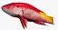 Spotfin Hogfish