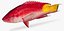 Spotfin Hogfish