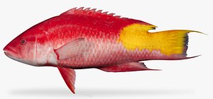 3D spotfin hogfish model