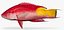 Spotfin Hogfish