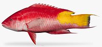 Spotfin Hogfish