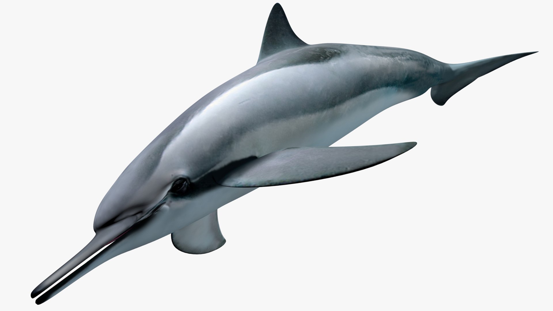 Modello 3D Delfino Spinner - TurboSquid 1779094, image size:1920x1080