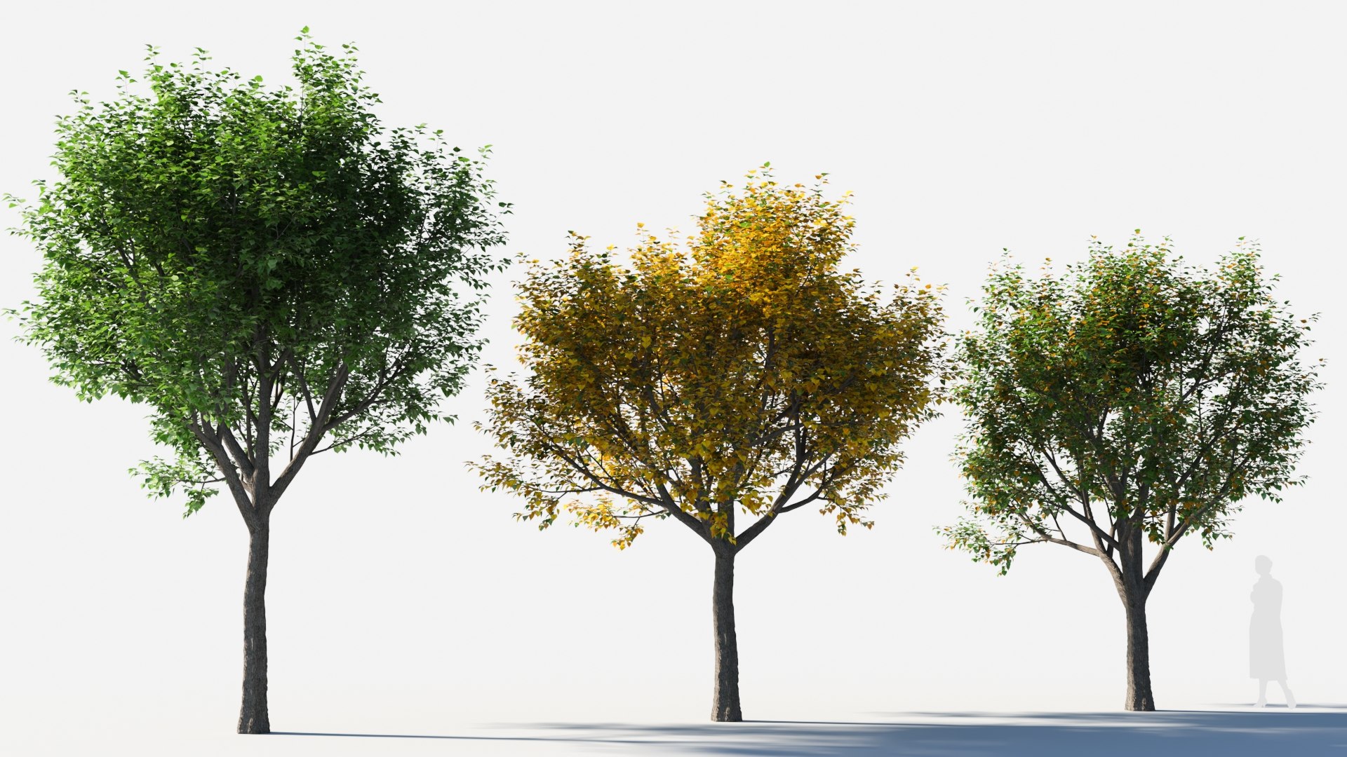 Populus Balsamifera Tree-4 3D - TurboSquid 2085088