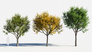 Populus balsamifera tree-4 3D
