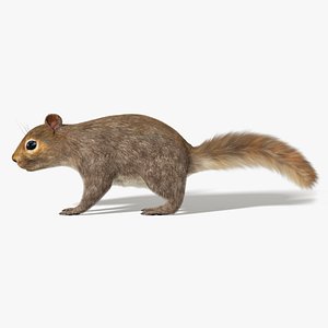 squirrel fur rigged 3D model