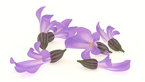 3D plant lavender flower spices