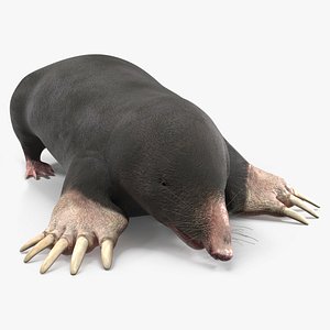 3D European Mole Animal Rigged model