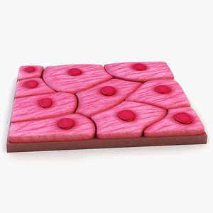 Squamous Epithelium model