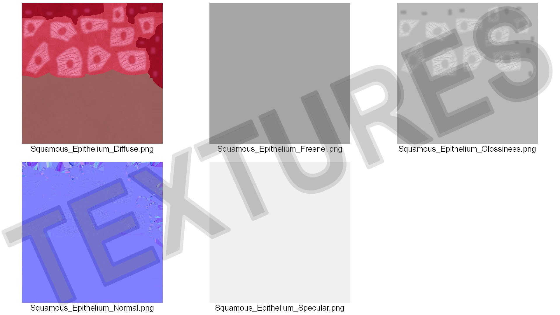 Squamous Epithelium model https://p.turbosquid.com/ts-thumb/ui/3G8lXt/py/squamousepithelium3dsmodel013/jpg/1716946175/1920x1080/fit_q87/de7e38f1044ade94d7e8a4ea7414304b4c77a6e3/squamousepithelium3dsmodel013.jpg