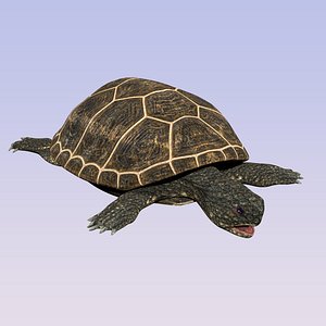 Tortoise Rigged Low Poly
