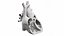 Heart Anterior Section v2 Animated 3D model