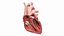 Heart Anterior Section v2 Animated 3D model