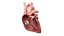 Heart Anterior Section v2 Animated 3D model