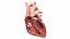 Heart Anterior Section v2 Animated 3D model