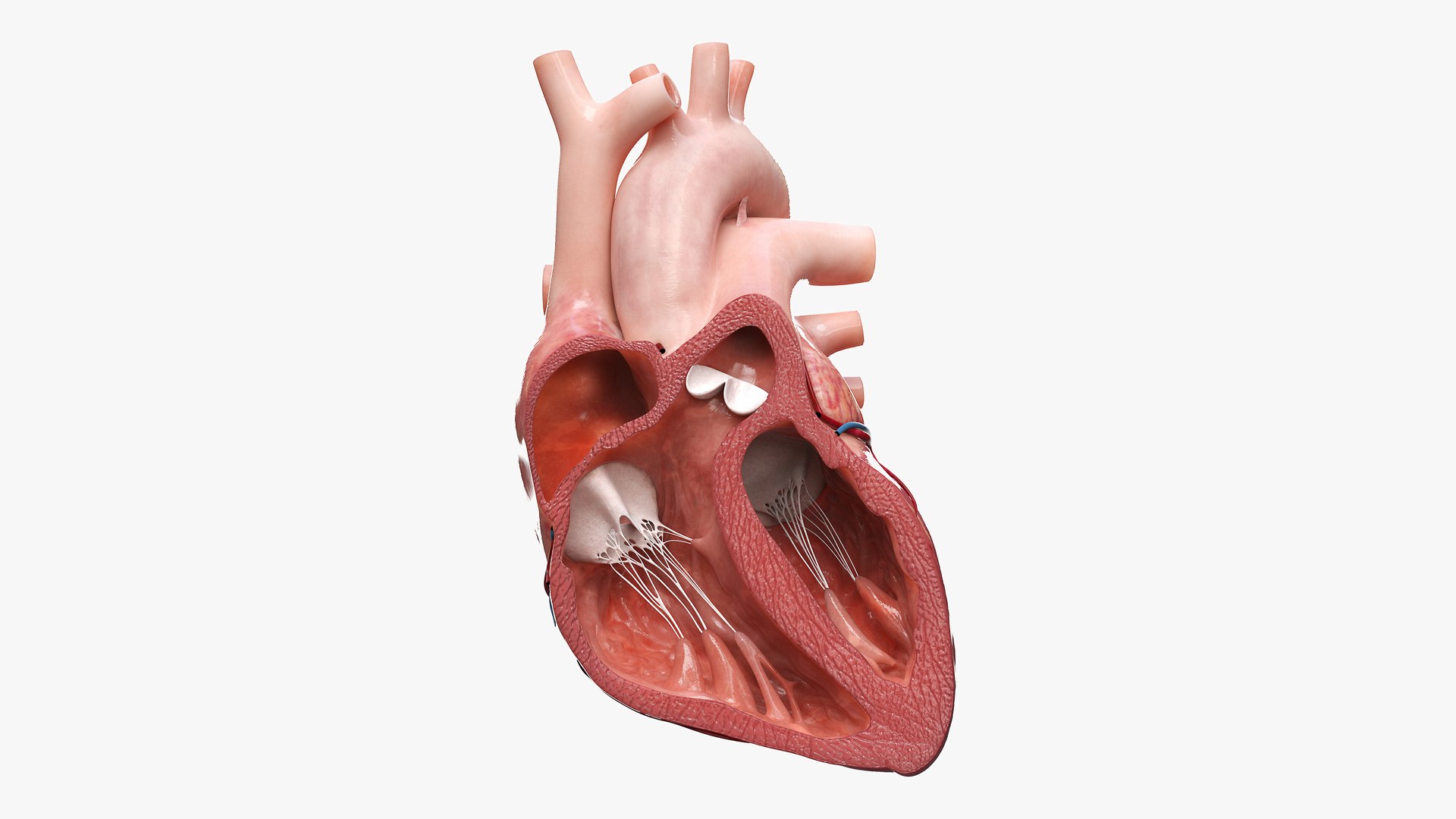 Heart Anterior Section v2 Animated 3D model https://p.turbosquid.com/ts-thumb/ui/Nwd8cb/i8/heart_anterior_section_sig_cinema/jpg/1624543932/1920x1080/fit_q87/c3fe55d67ed18e491a82e102a2b0fa7ffef53c01/heart_anterior_section_sig_cinema.jpg