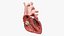 Heart Anterior Section v2 Animated 3D model