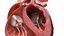 Heart Anterior Section v2 Animated 3D model