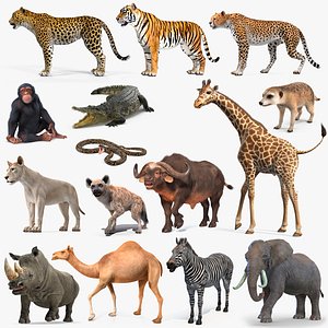 African Animals Rigged Collection 12
