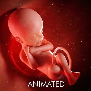 3D fetus week 24