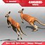 3d kangaroo animations model