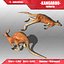 3d kangaroo animations model