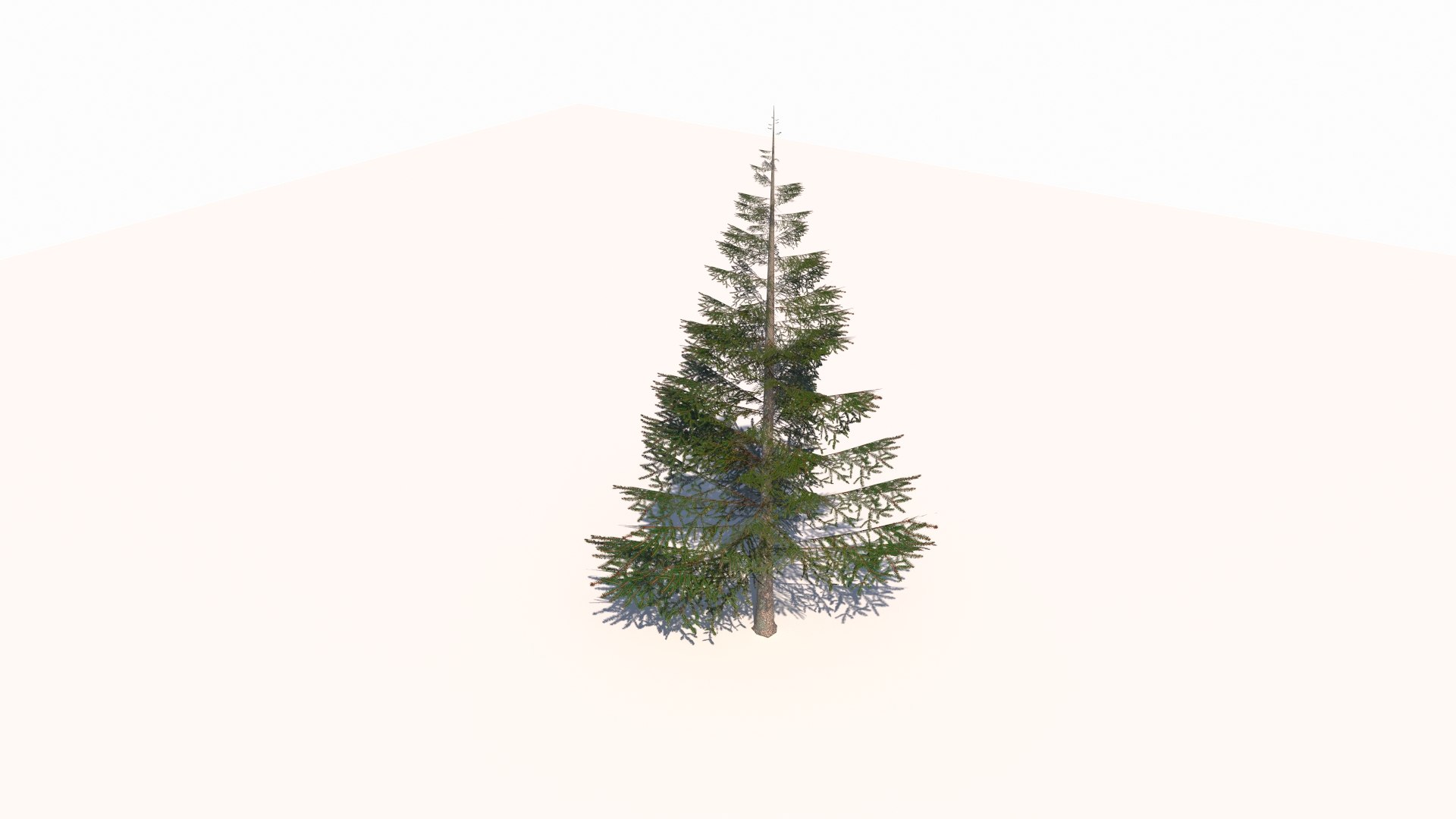 Norway spruce tree conifer low poly model https://p.turbosquid.com/ts-thumb/ui/fgA1S9/CQ/v3/jpg/1732305564/1920x1080/fit_q87/da0445124d02b63f8b9cbf4a9e0ff122e7c51e3f/v3.jpg