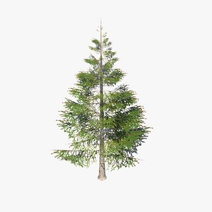 Norway spruce tree conifer low poly model